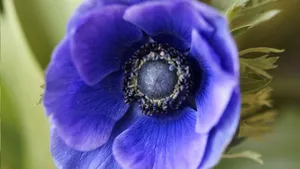 银莲花花语_7