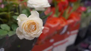 高清白玫瑰图片_2