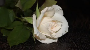 高清白玫瑰图片_8