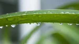 绿色小草上的水珠图片
