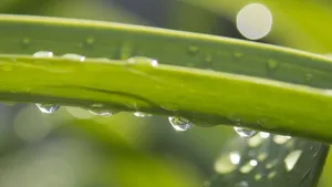绿色小草上的水珠图片_2