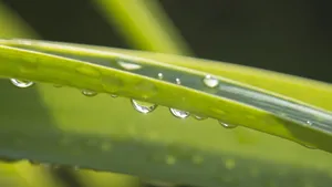 绿色小草上的水珠图片_3