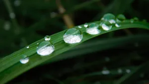 绿色小草上的水珠图片_4
