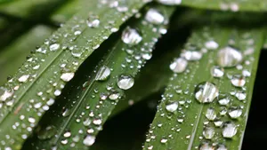 绿色小草上的水珠图片_5