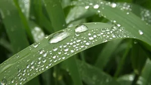 绿色小草上的水珠图片_6