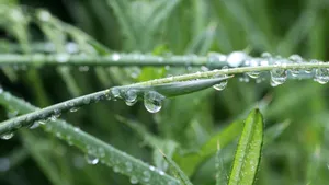 绿色小草上的水珠图片_7
