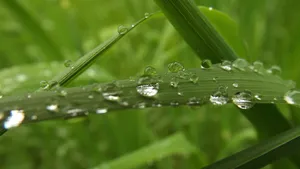 绿色小草上的水珠图片_8