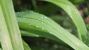 绿色小草上的水珠图片_9
