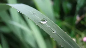 绿色小草上的水珠图片_10