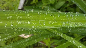 绿色小草上的水珠图片_11