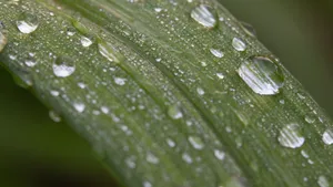 绿色小草上的水珠图片_12