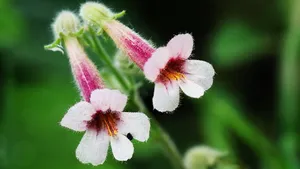 地黄花图片_9