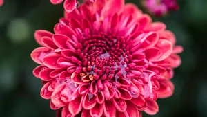 花蕊图片大全_2