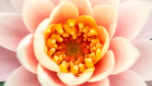 花蕊图片大全_3