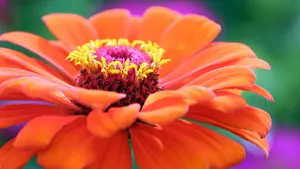 花蕊图片大全_5