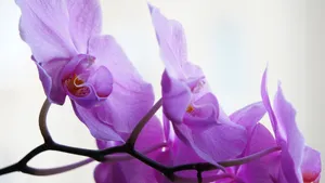 花蕊图片大全_7