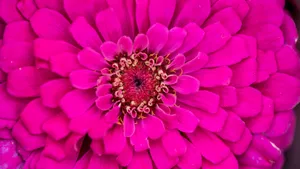 花蕊图片大全_8
