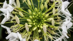花蕊图片大全_9