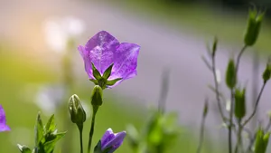 清幽淡雅的桔梗花图片_4