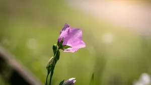 清幽淡雅的桔梗花图片_6