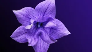 清幽淡雅的桔梗花图片_9