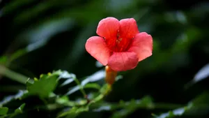 5k高清凌霄花图片_2