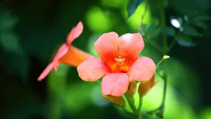 5k高清凌霄花图片_3