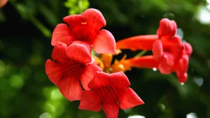 5k高清凌霄花图片_5
