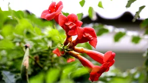 5k高清凌霄花图片_6