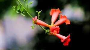 5k高清凌霄花图片_7