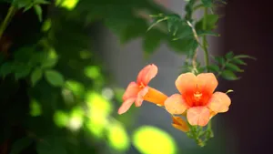 5k高清凌霄花图片_8