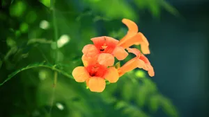 5k高清凌霄花图片_9