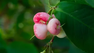 好吃的莲雾图片_6