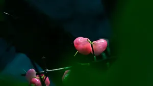好吃的莲雾图片_8