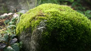 苔藓图片大全_2