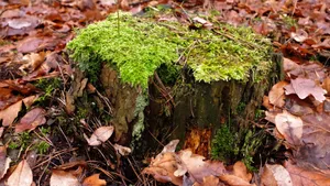 苔藓图片大全_3