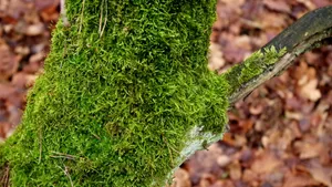 苔藓图片大全_4