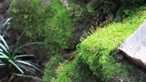 苔藓图片大全_5