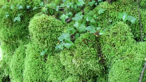 苔藓图片大全_7