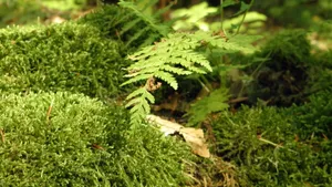 苔藓图片大全_9