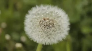 蒲公英图片大全大图_5