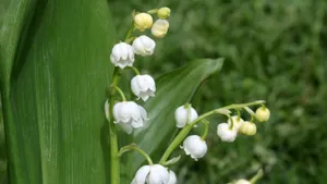 高清铃兰花语图片大全_3