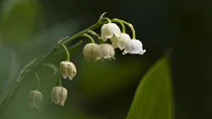 高清铃兰花语图片大全_8