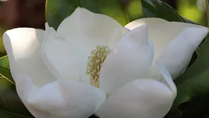 观赏花广玉兰图片_2