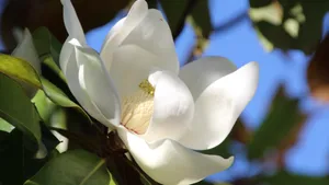 观赏花广玉兰图片_3