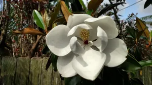 观赏花广玉兰图片_4