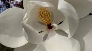 观赏花广玉兰图片_5
