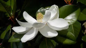 观赏花广玉兰图片_6