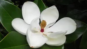 观赏花广玉兰图片_7