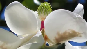 观赏花广玉兰图片_8